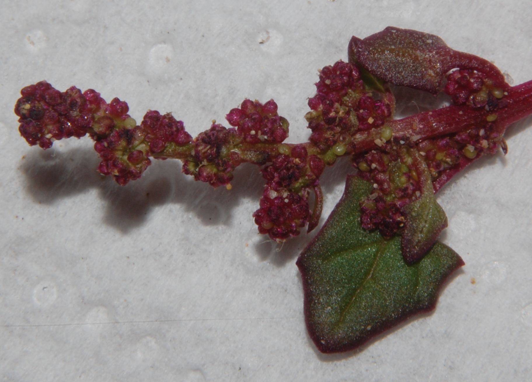 Oxybasis chenopodioides (=Chenopodium chenopodioides)/Farinello a grappolo